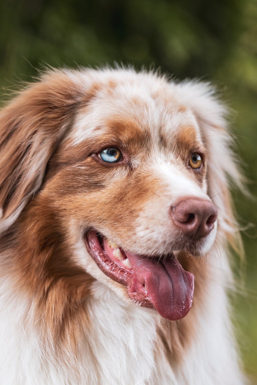 dog, animal, pet, domestic animal, nature, animal photography