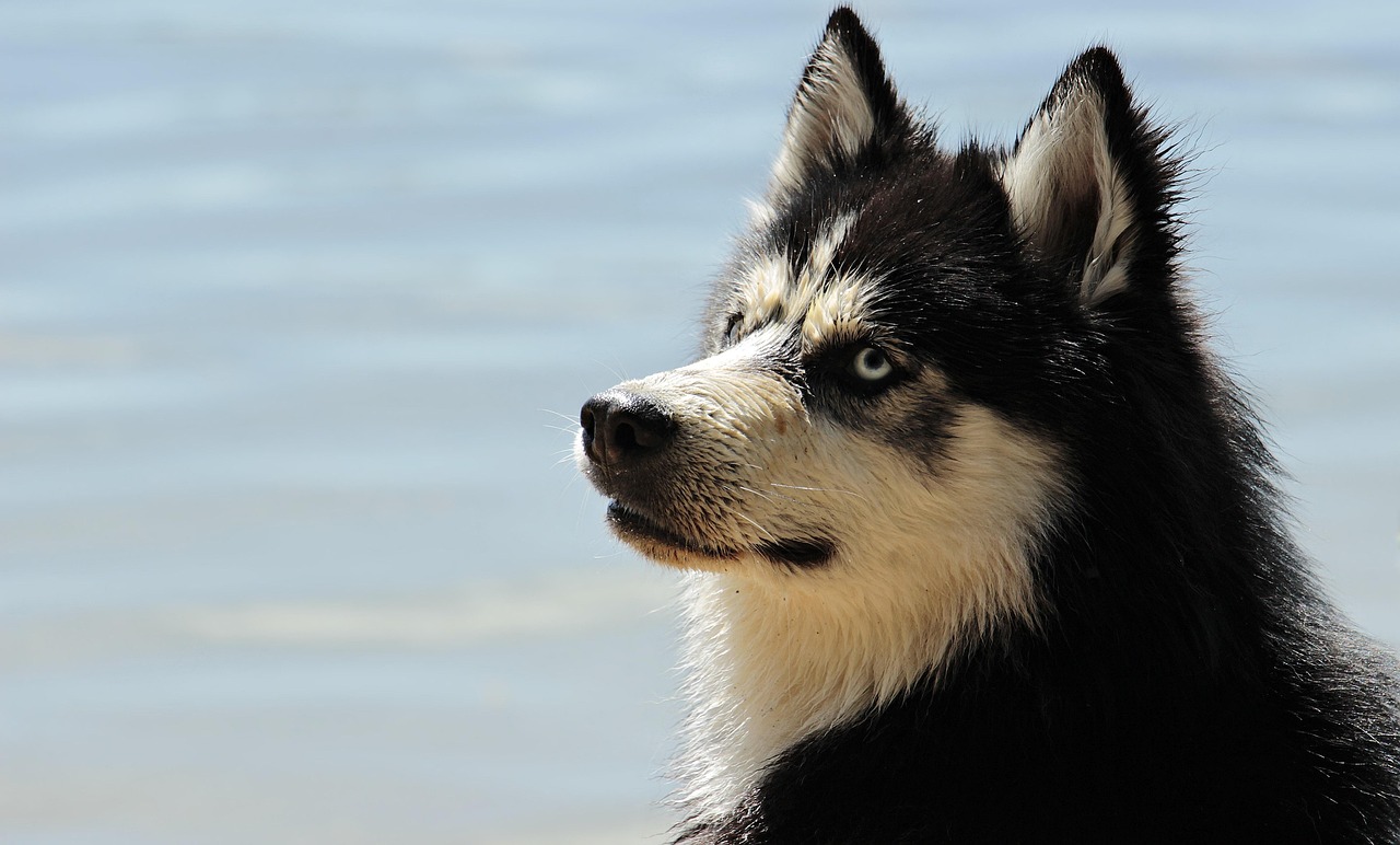 husky, malamute, dog, pet, canine, animal, fur, snout, mammal, dog portrait, animal world, dog breed, nature, husky, dog, dog, dog, dog, dog